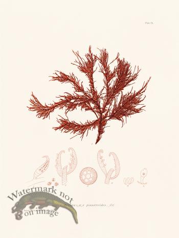 Bradbury Seaweed 009